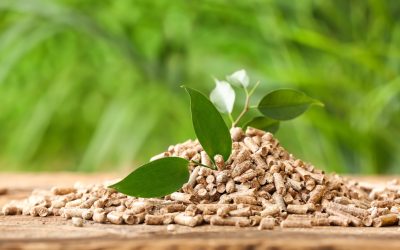 El poder sostenible del pellet: cómo la compra responsable de biomasa puede ayudar al medio ambiente